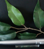 X-Pen Concerto Fountain Pen, Rollerball and Ballpoint Pen Set in Chrome 330A