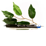 Zebra Z-Mulsion Ballpoint Pen Available in Black, Blue, Red, Viloet, Pink or Aqua