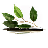 Zebra Z-Mulsion Ballpoint Pen Available in Black, Blue, Red, Viloet, Pink or Aqua