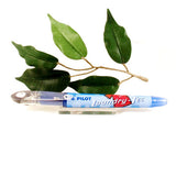 Pilot Laundry Marker Pen Black Back to School Black Ink Fine Tip x1 SCALTM